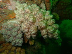 Eunephthya thyrsoidea