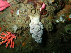 Eunephthya thyrsoidea