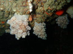 Eunephthya thyrsoidea