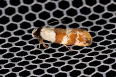 Euphiltra eroticella