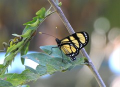Methona themisto