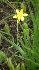 Hypoxis obtusa