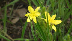 Hypoxis obtusa