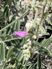 Tephrosia cana