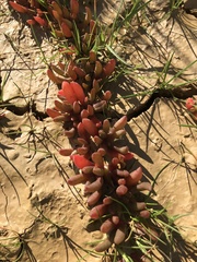 Disphyma crassifolium