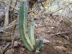 Euphorbia nesemannii