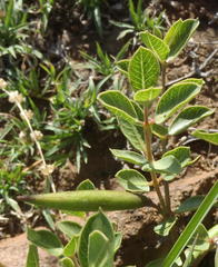 Raphionacme hirsuta