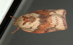 Euchaetis crypsichroa