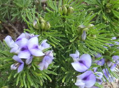 Psoralea vanberkelae