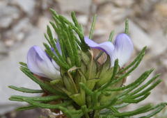 Psoralea vanberkelae