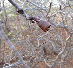 Pseudobombax parvifolium
