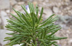Psoralea vanberkelae