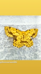 Xanthotype urticaria