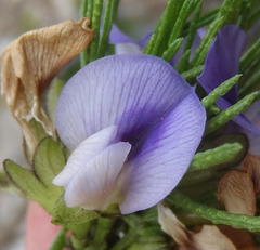 Psoralea vanberkelae