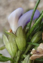 Psoralea vanberkelae