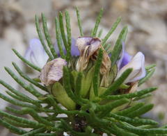 Psoralea vanberkelae