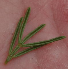 Psoralea vanberkelae