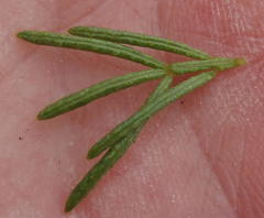 Psoralea vanberkelae