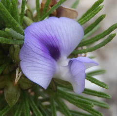 Psoralea vanberkelae