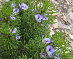 Psoralea vanberkelae