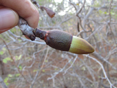 Pseudobombax parvifolium