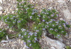 Psoralea vanberkelae