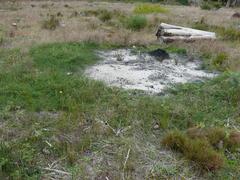 Aspalathus retroflexa