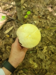 Boletus albisulphureus