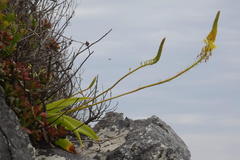 Bulbine latifolia latifolia