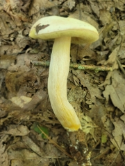Boletus albisulphureus