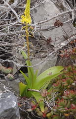 Bulbine latifolia latifolia