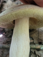 Boletus albisulphureus