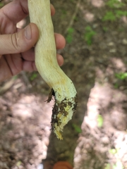 Boletus albisulphureus