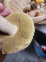 Boletus albisulphureus