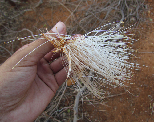 Pseudobombax parvifolium Carv.-Sobr. & L.P.Queiroz 3