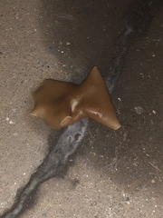 Peziza domiciliana
