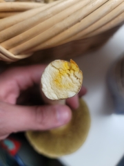 Boletus albisulphureus