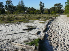 Aspalathus retroflexa bicolor