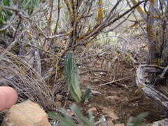 Euphorbia nesemannii