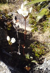 Gentianella bellidifolia