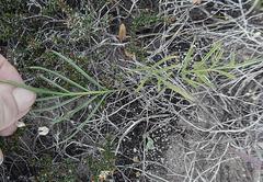 Pelargonium dipetalum