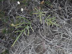 Pelargonium dipetalum