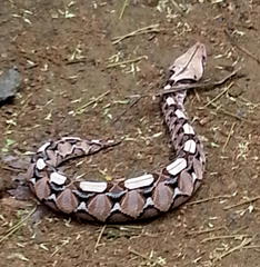 Bitis gabonica