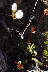 Gentianella bellidifolia