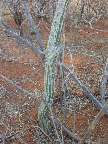 Pseudobombax parvifolium Carv.-Sobr. & L.P.Queiroz