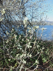 Salix × reichardtii