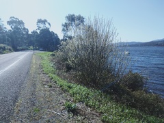 Salix × reichardtii