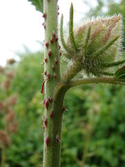 Hibiscus diversifolius diversifolius