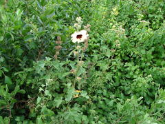 Hibiscus diversifolius diversifolius