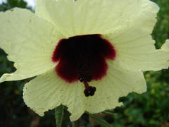 Hibiscus diversifolius diversifolius